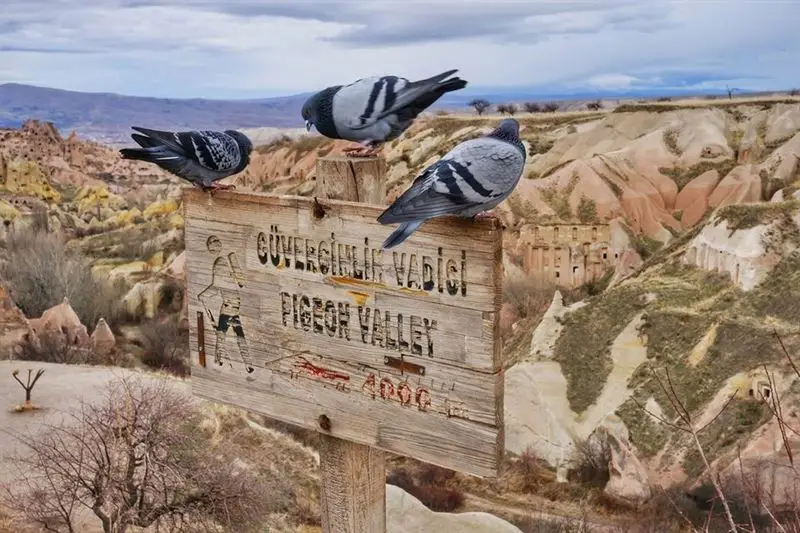 Pigeon Valley Hiking